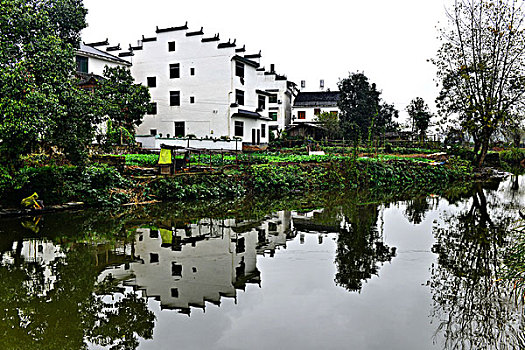 rong bach kim 99
