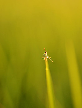 soi lô đề
